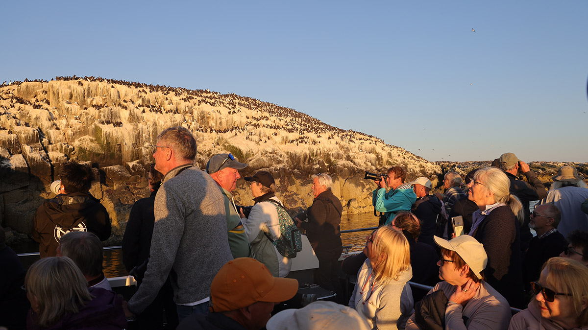 Sunsetcruise Farne Islands